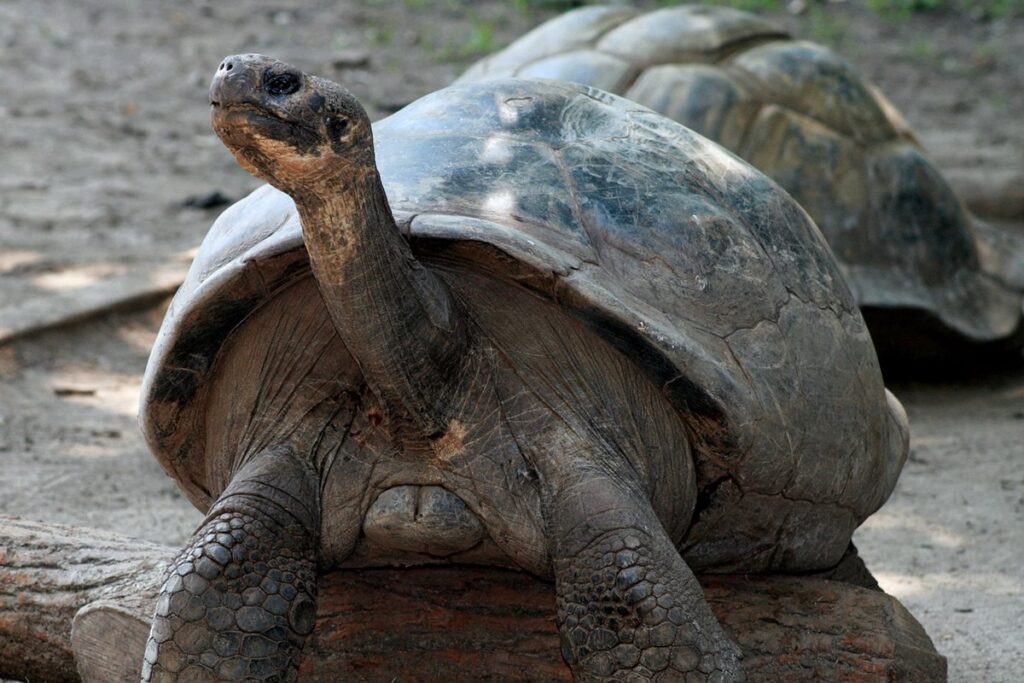 galapagos-reintroduz-tartarugas‑gigantes-apos-150-anos