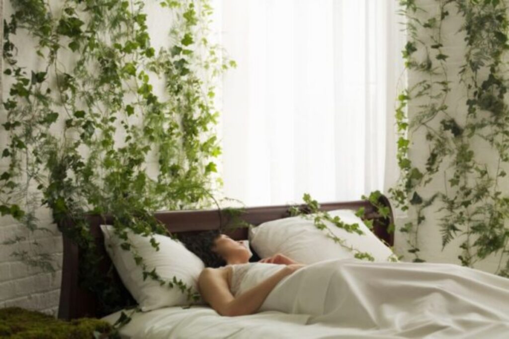 cinco-plantas-que-ajudam-a-purificar-o-ar-e-a-dormir-melhor