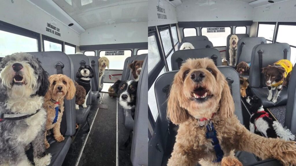 no-canada,-caes-frequentam-escolas-e-pegam-onibus-para-ir-as-“aulas”