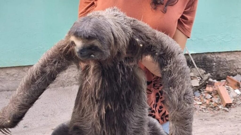 visita-inusitada:-bicho-preguica-e-encontrado-em-faculdade