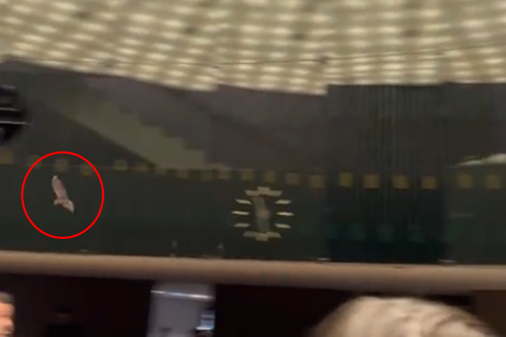 morcego-invade-camara-dos-deputados-durante-sessao.-veja-video