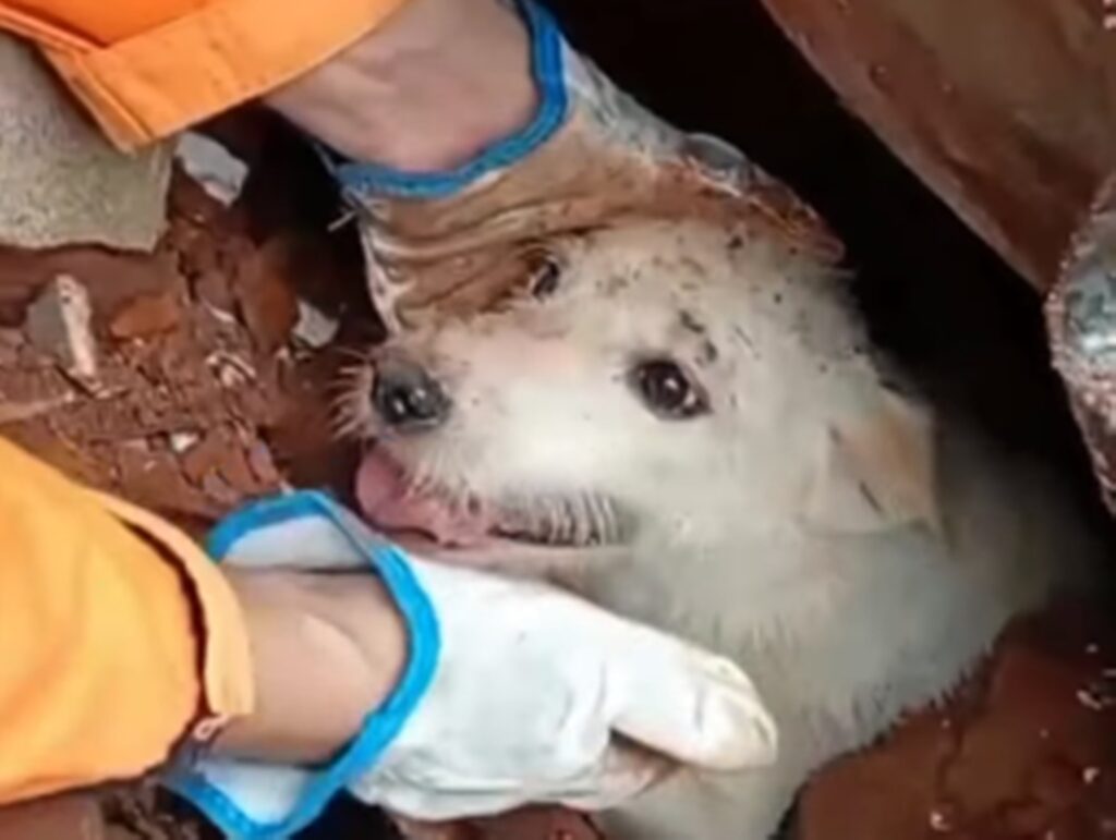 doguinho-e-retirado-dos-escombros-em-cena-emocionante-em-juiz-de-fora