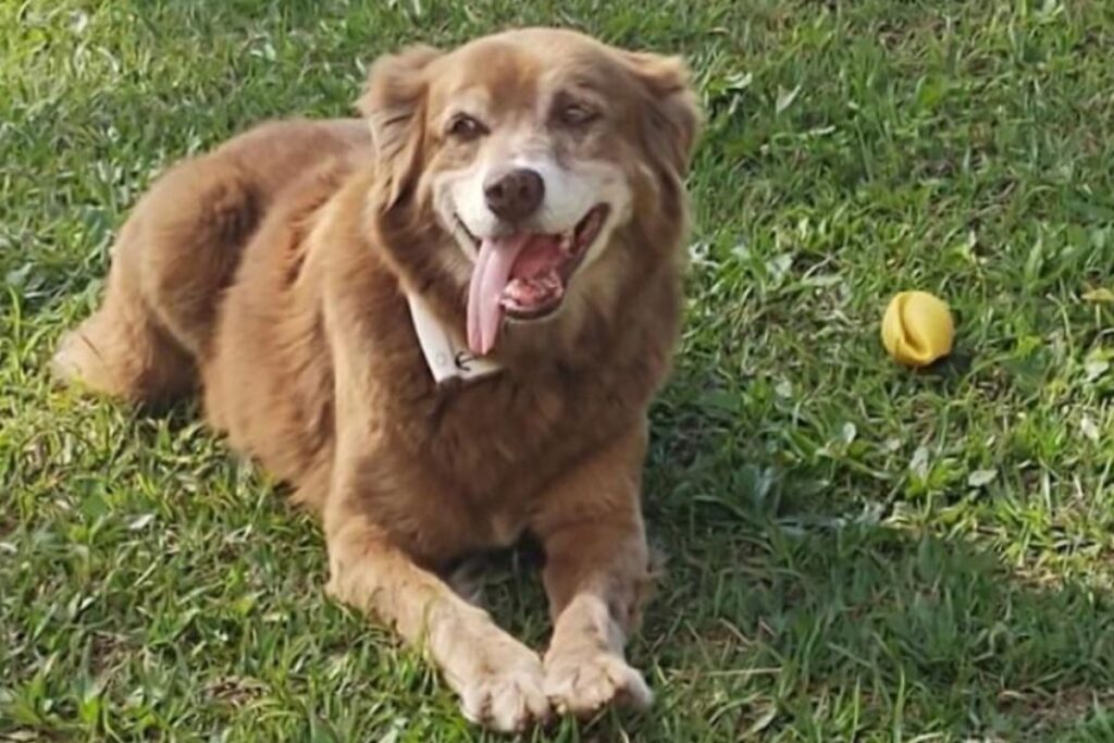 o-cao-que-esperou-11-anos-no-tumulo-da-dona-e-mudou-a-lei-em-sao-paulo