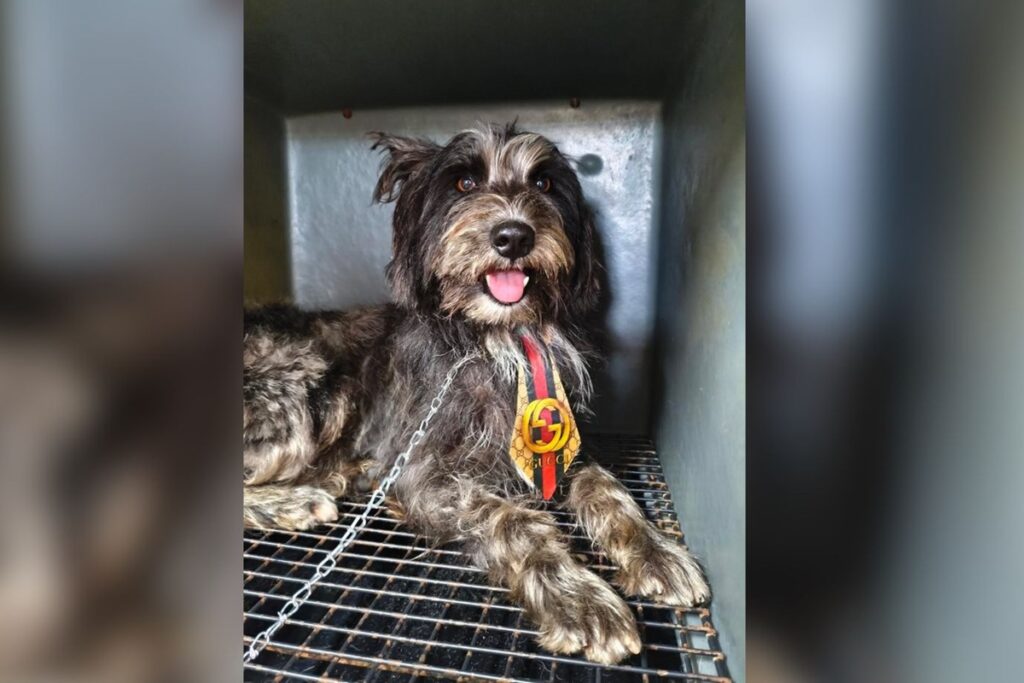 cao-espera-tutor-que-morreu-em-upa-e-acaba-achando-antiga-familia