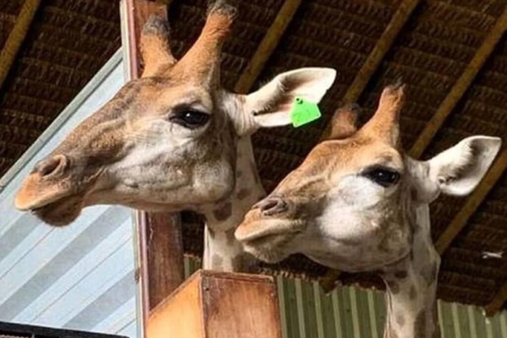zoo-de-brasilia-prepara-recinto-de-girafa-que-morreu-para-receber-animais-traficados