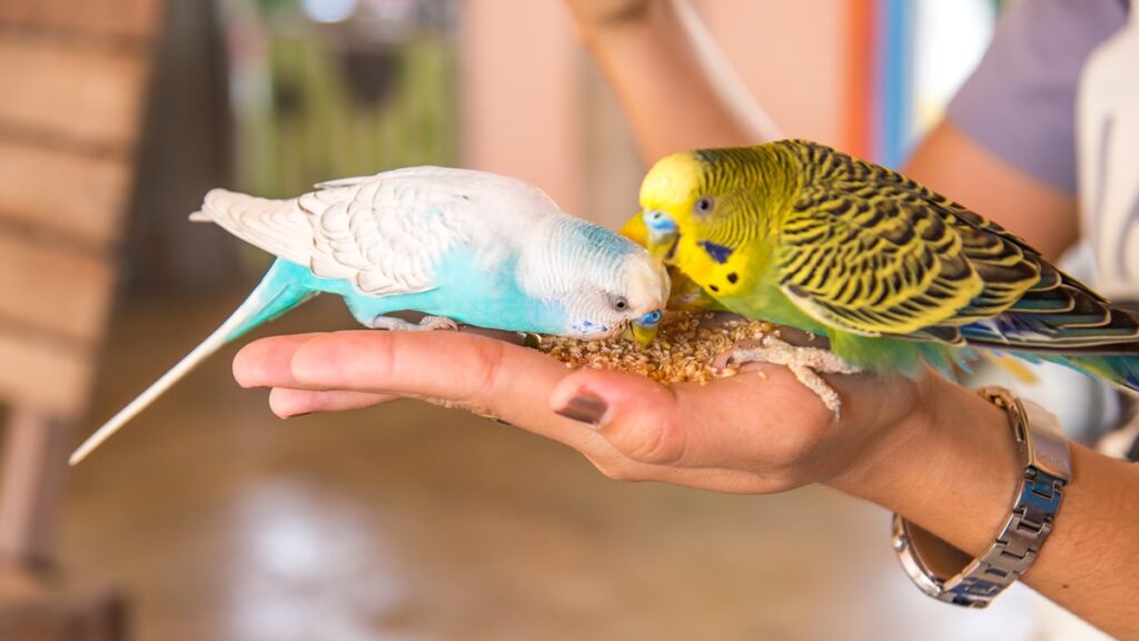 erros-dos-tutores-podem-colocar-pets-nao-convencionais-em-risco