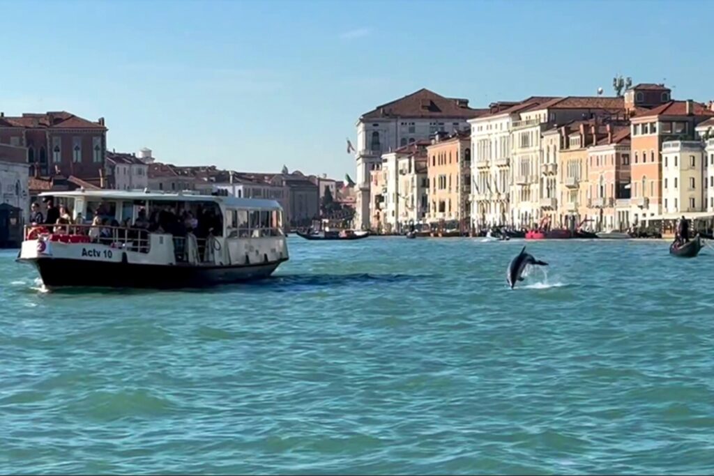 curiosidade-humana-coloca-“golfinho-de-veneza”-em-risco