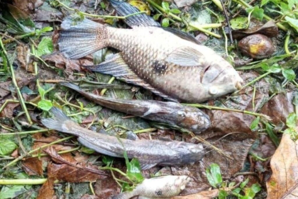 sabesp-e-multada-em-r$-100-mil-por-contaminacao-de-rio-em-sp