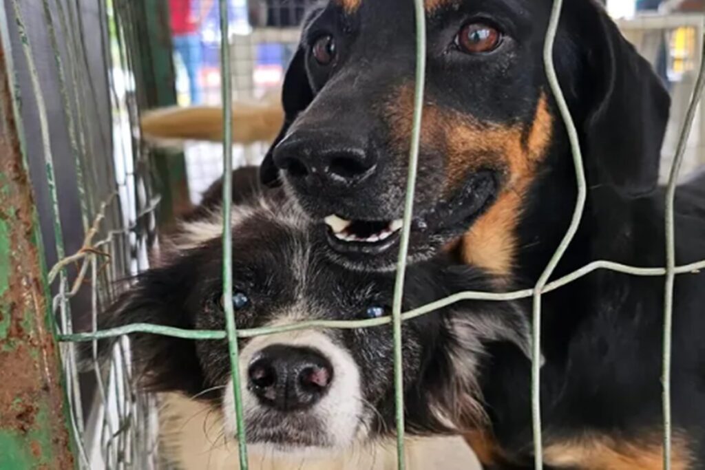 juiz-de-fora-faz-campanha-de-adocao-de-animais-resgatados-das-chuvas