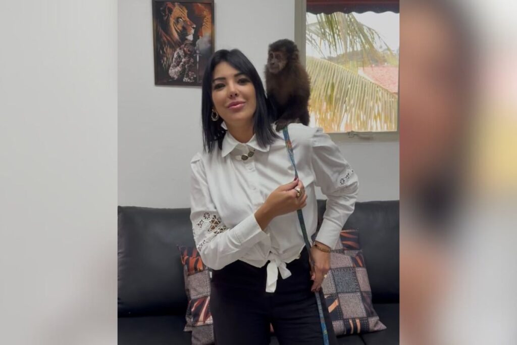 macaco-prego-que-seria-vendido-ilegalmente-por-r$-7-mil-e-resgatado.-video