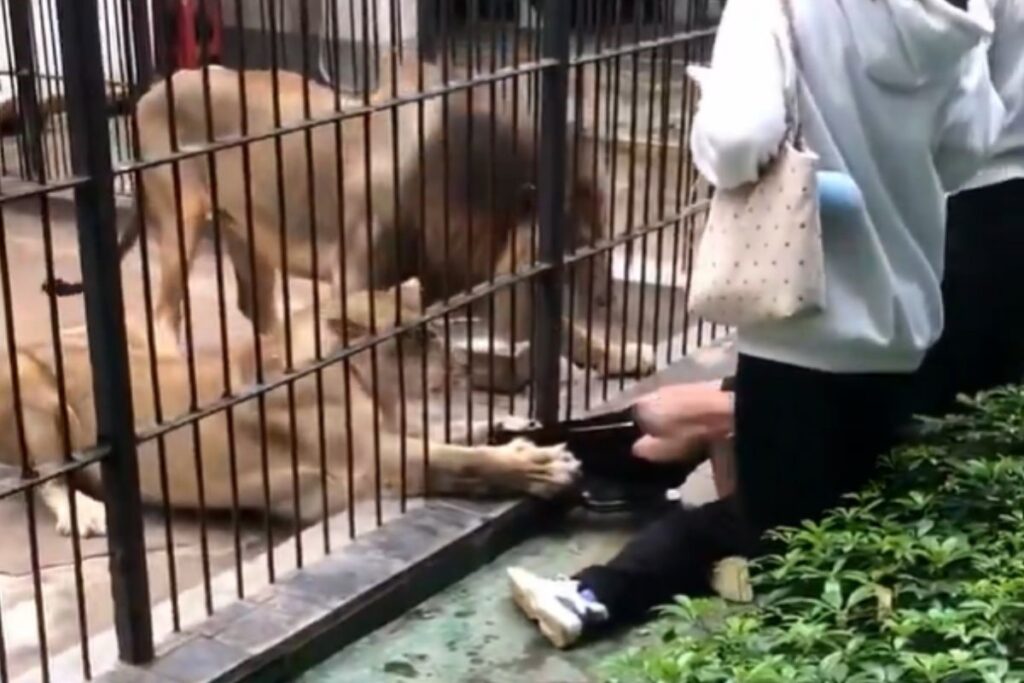 menina-de-10-anos-e-atacada-ao-tentar-alimentar-leoa-em-zoologico.-veja-video
