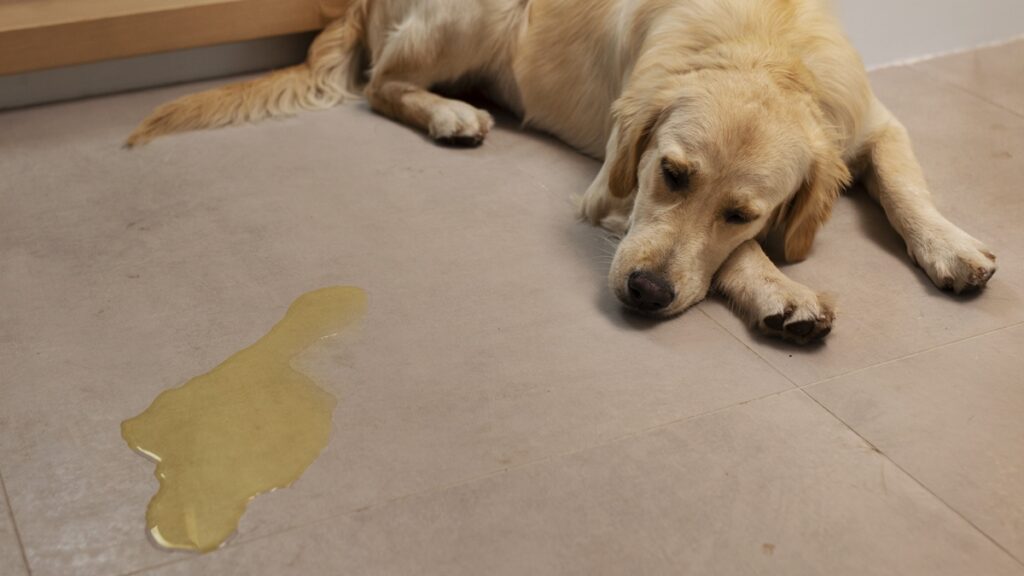 xixi-no-lugar-certo:-o-que-deve,-ou-nao,-ser-feito-ao-ensinar-seu-cao