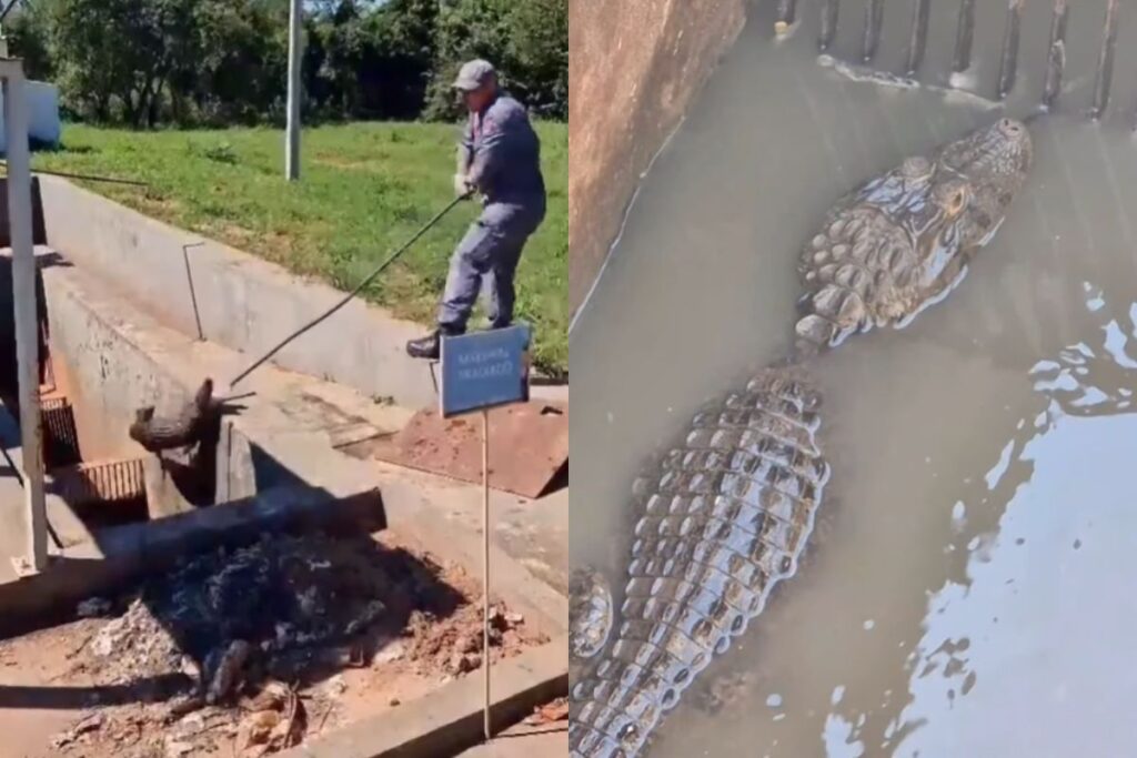 bombeiros-resgatam-jacare-preso-em-estacao-de-esgoto-no-interior-de-sp.-veja-video