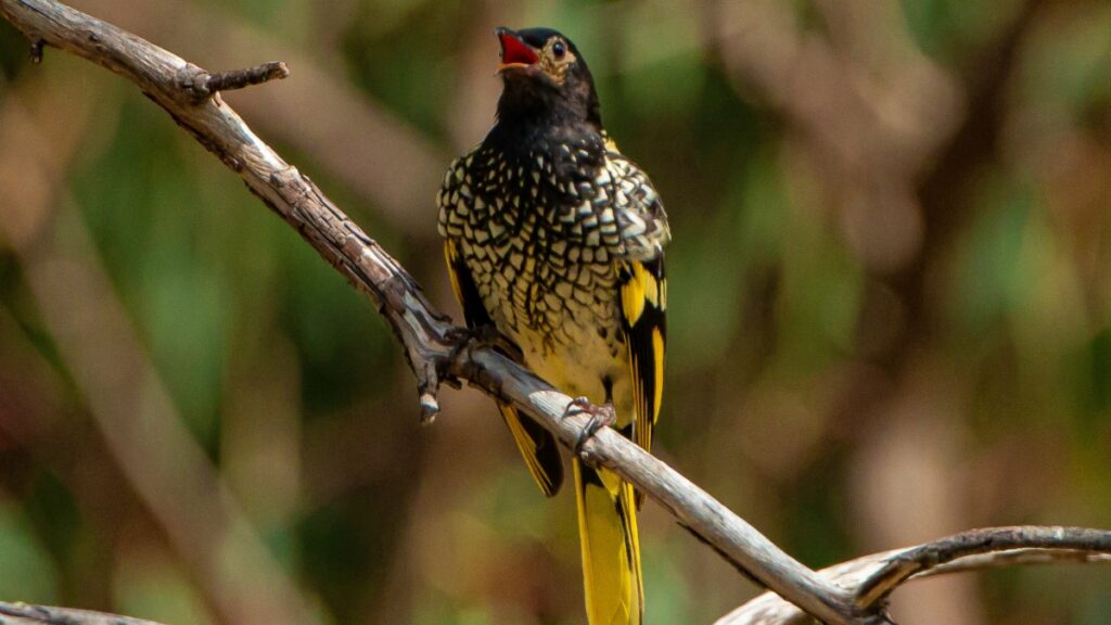 passaros-selvagens-ajudam-especie-ameacada-a-recuperar-canto-perdido