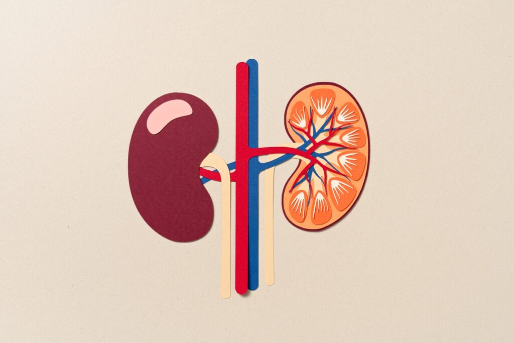 descubra-quais-sao-as-melhores-e-piores-bebidas-para-a-saude-dos-rins