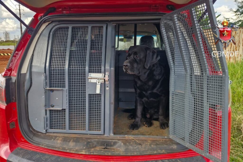 cao-farejador-dos-bombeiros-encontra-corpo-de-idoso-desaparecido-no-df