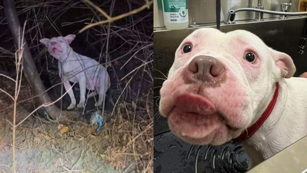 pedestre-salva-cao-abandonado-que-estava-prestes-a-morrer-congelado