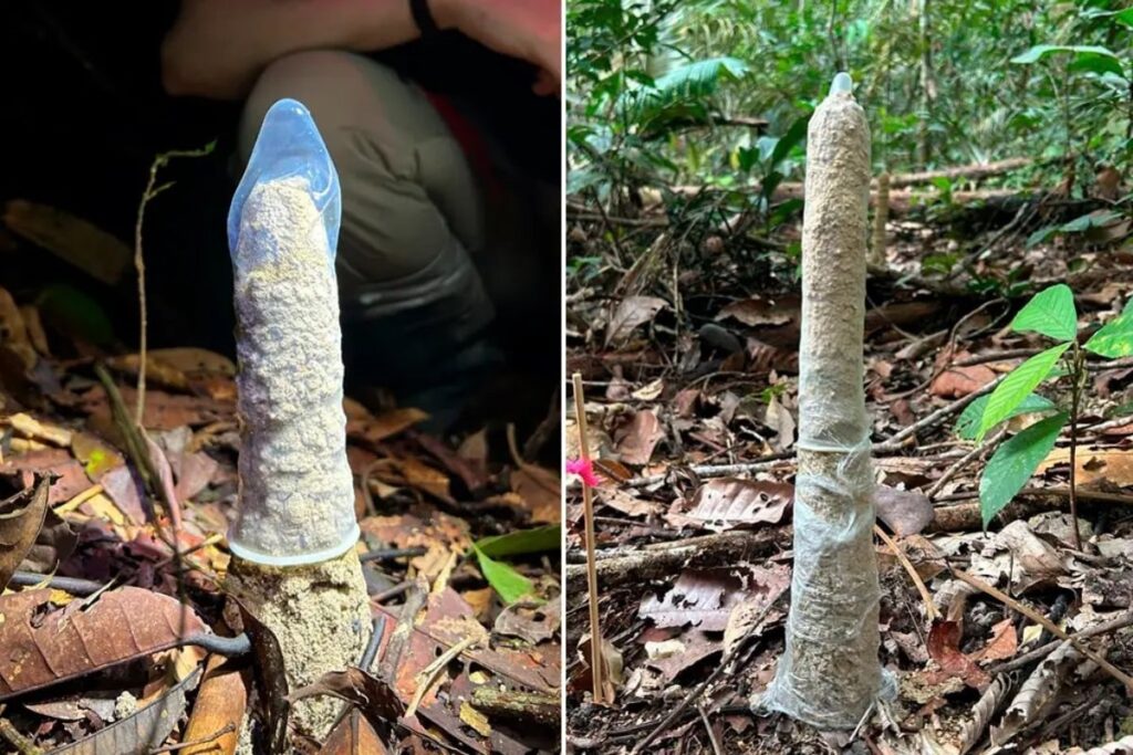 camisinha-ajuda-pesquisadoras-em-descoberta-com-cigarras-na-amazonia