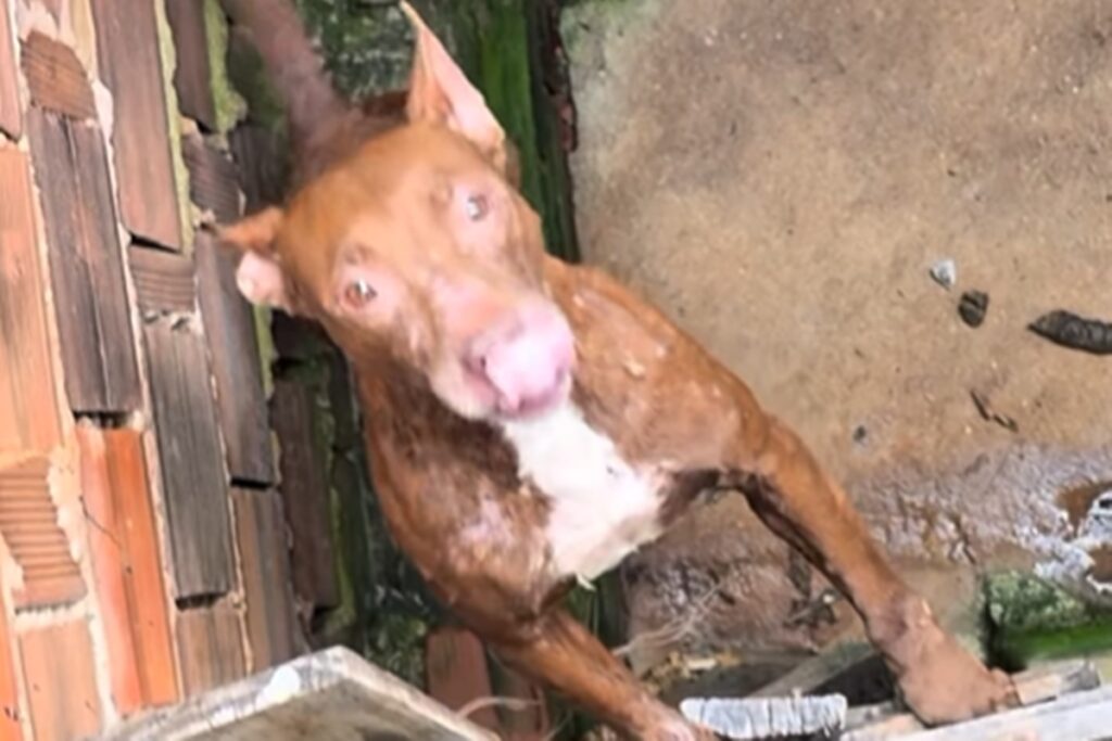 voluntarios-resgatam-cadela-vitima-de-maus-tratos-em-juiz-de-fora-(mg)