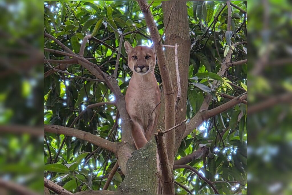 onca-parda-invade-chacara,-e-acuada-por-caes-e-sobe-em-arvore.-veja-video