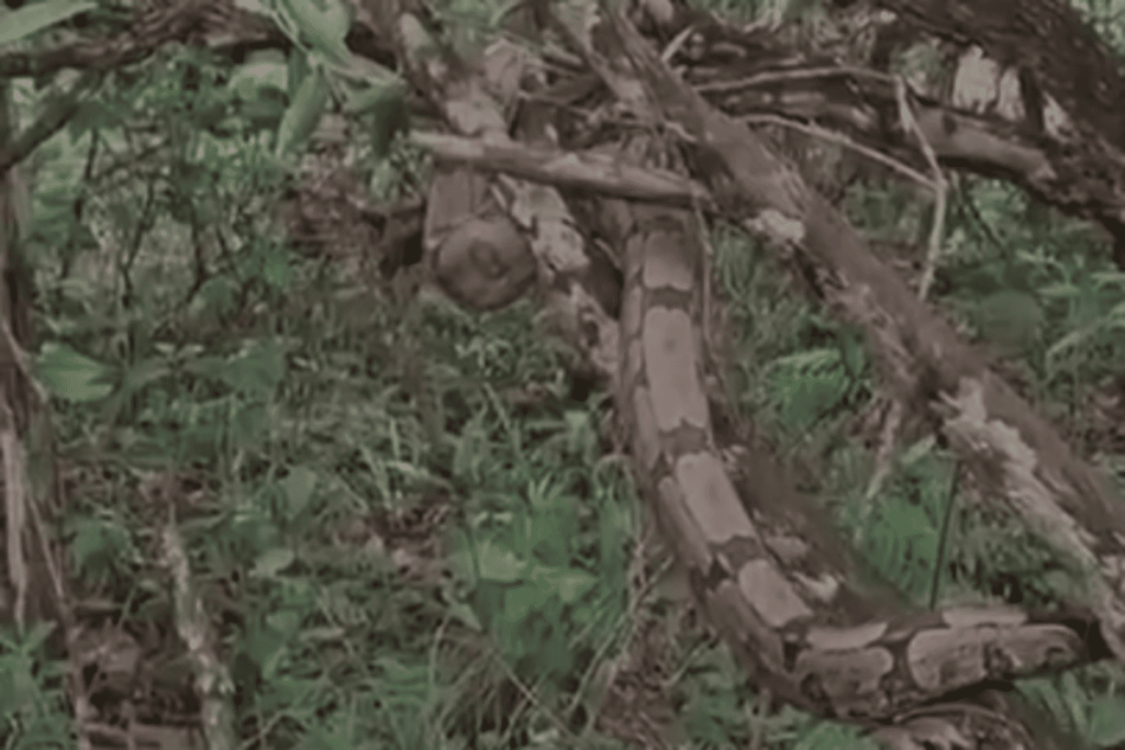 cobra-e-resgatada-enrolada-em-janela-de-loja-no-jardim-botanico.-veja-video