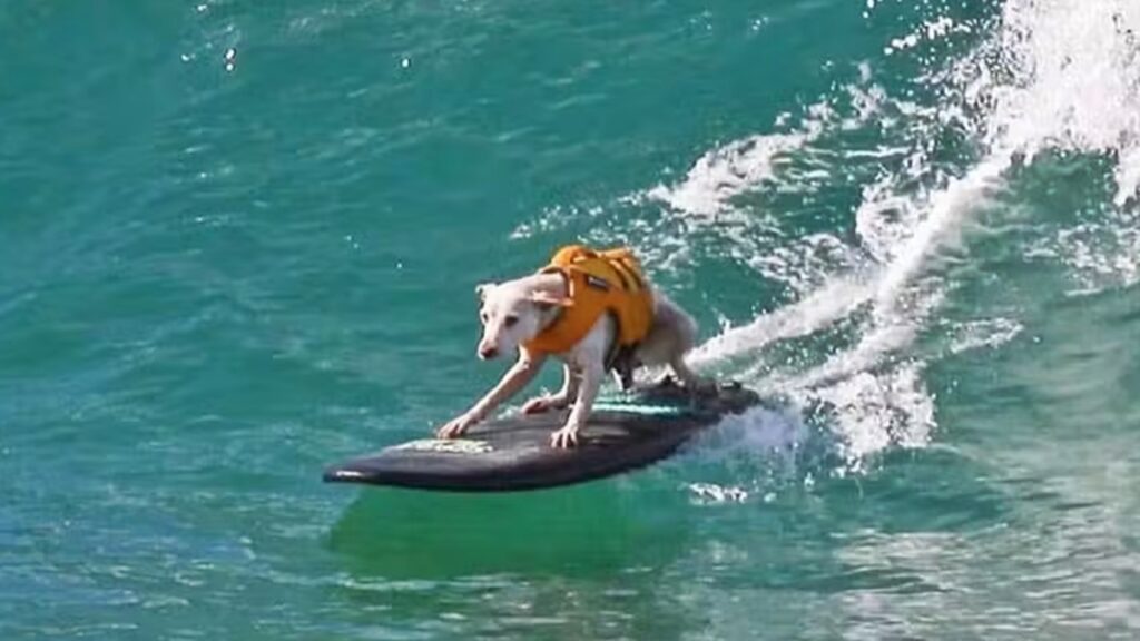 aos-16-anos,-cadela-famosa-por-surfar-enfrenta-cancer