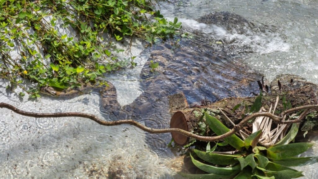 butantan-inaugura-recinto-de-anacondas-com-visitacao-aberta-ao-publico