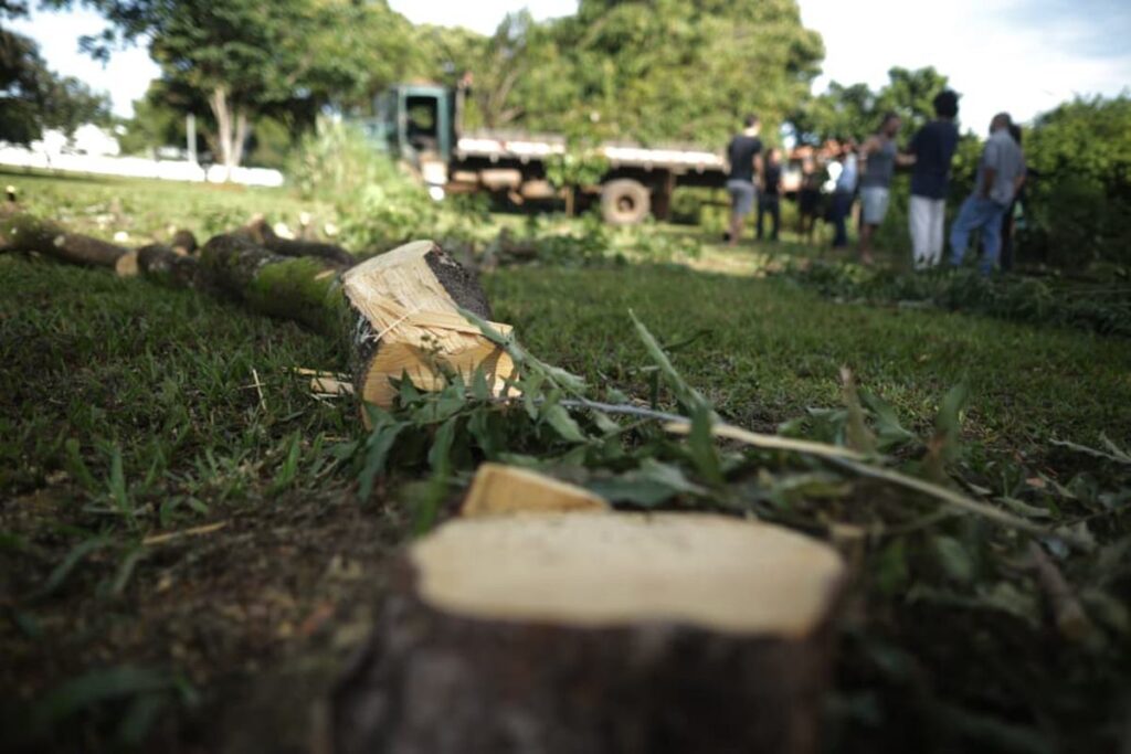 justica-do-df-suspende-derrubada-de-arvores-em-bosque-na-asa-norte