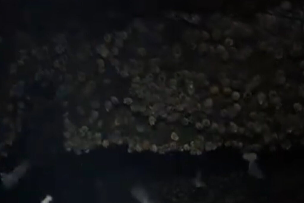 video-mostra-caverna-que-abriga-mais-de-21-mil-morcegos-em-alagoas