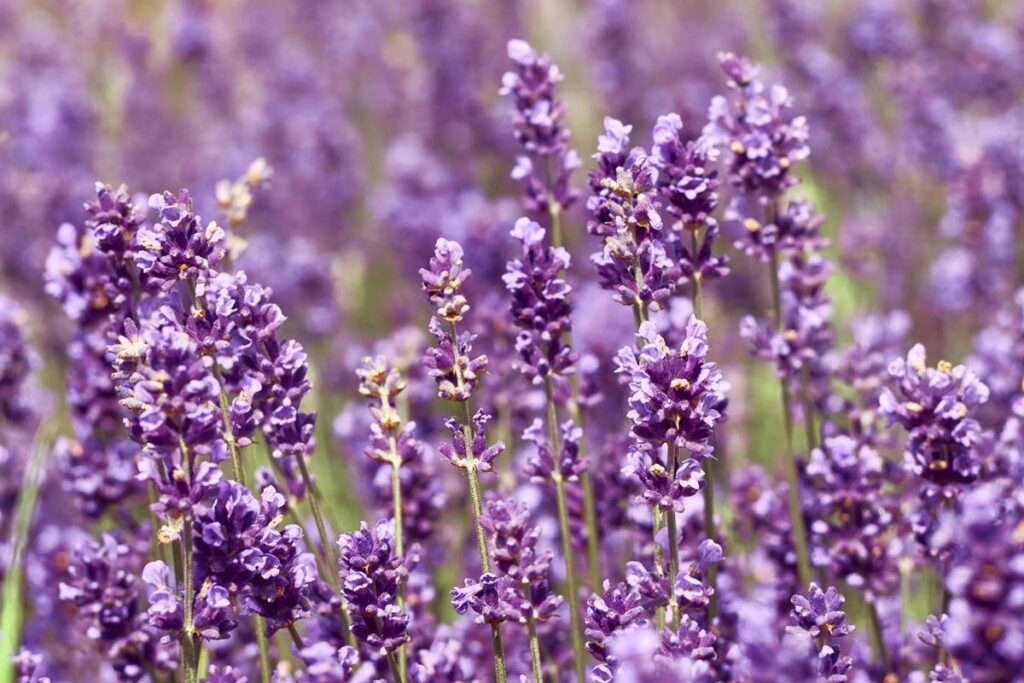 alfazema:-descubra-por-que-a-planta-e-tao-valorizada-espiritualmente