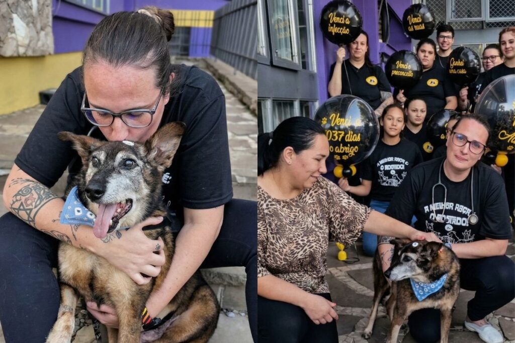 cao-idoso-ganha-festa-de-despedida-apos-ser-adotado-de-abrigo