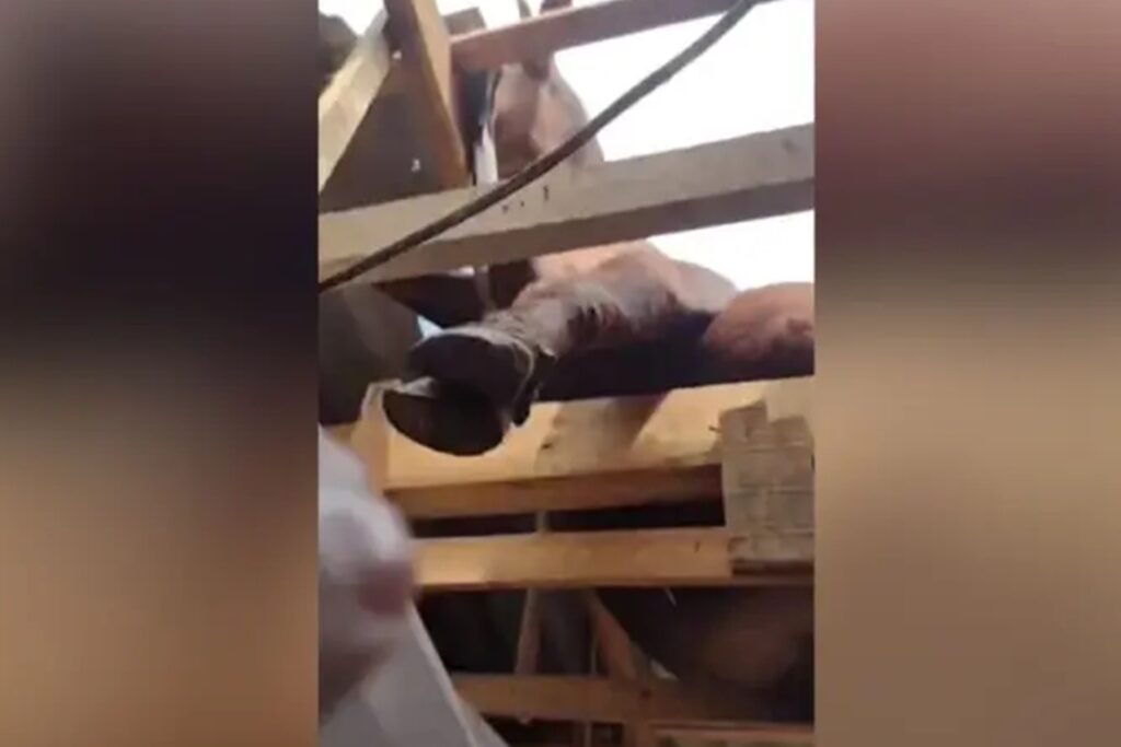 boi-“cai-do-ceu”,-quebra-telhado-e-assusta-moradores-em-cidade-de-sc