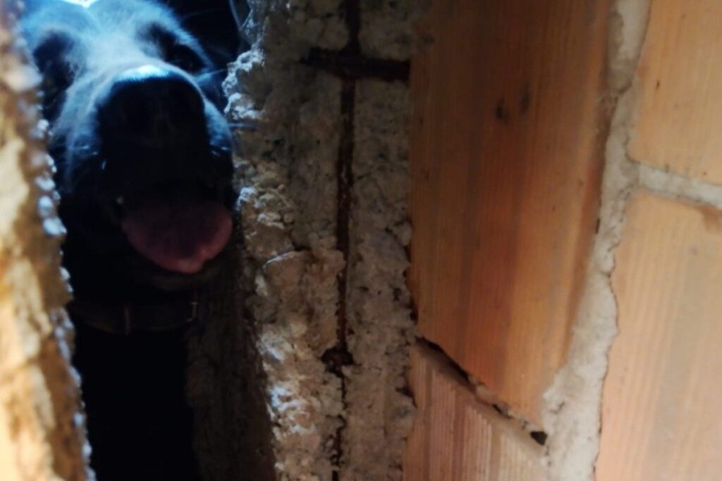 mg:-cachorro-e-salvo-apos-ficar-preso-em-vala-ao-se-assustar-com-fogos.-veja-video