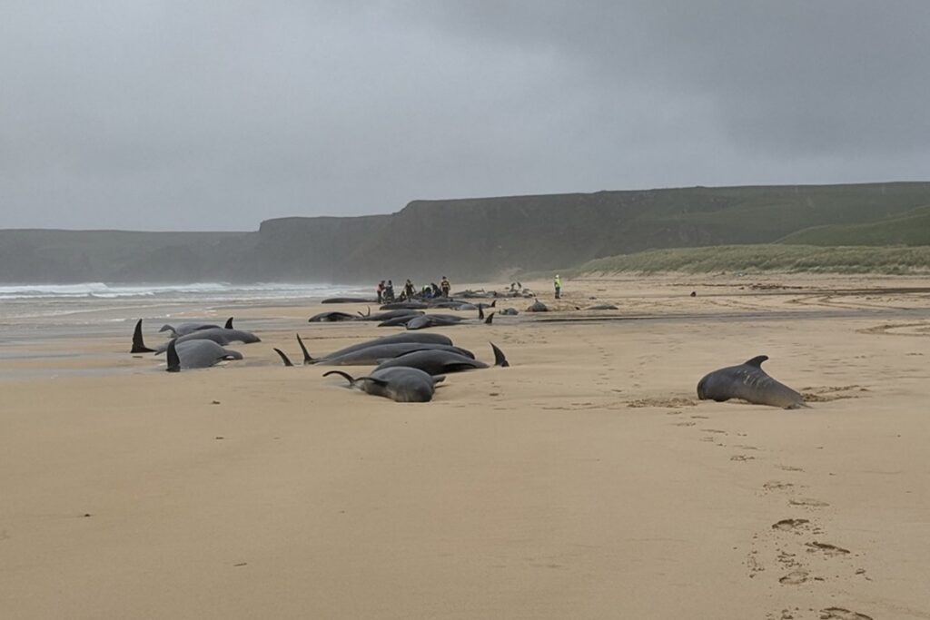 grupo-de-54-golfinhos-encalhou-na-escocia-para-ajudar-parto-complicado