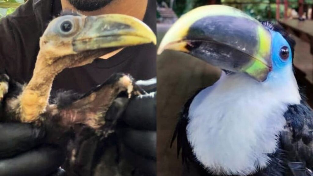amazonia:-tucano-volta-a-natureza-apos-ser-resgatado-em-estado-grave