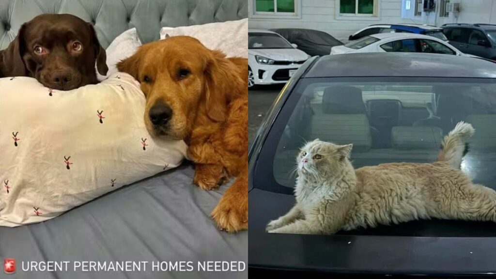 tutores-abandonam-animais-e-recorrem-a-eutanasia-para-fugir-da-guerra