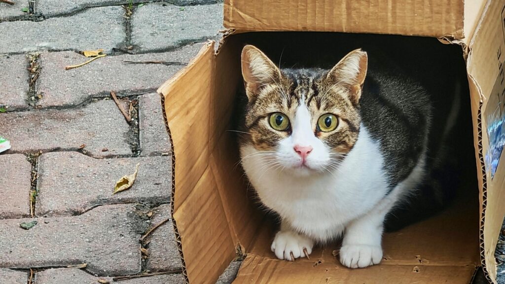 seu-gato-se-interessa-por-objetos-aleatorios?-entenda-o-comportamento