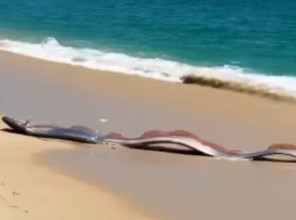 “peixe-do-fim-do-mundo”-surge-em-praia-e-reacende-lenda-sobre-desastre