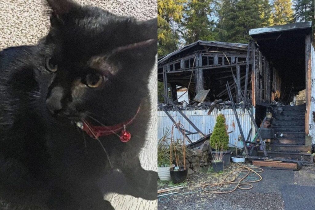 gato-acorda-tutor-e-alerta-sobre-incendio-em-residencia-nos-eua