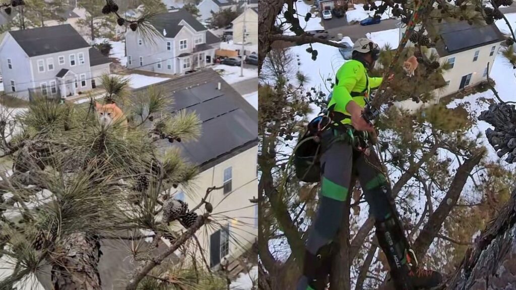 video:-alpinista-salva-gato-preso-ha-3-dias-em-arvore-de-20-metros
