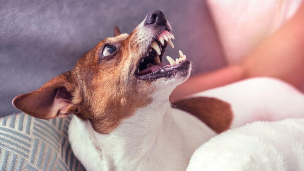 cao-agressivo-em-casa?-6-dicas-para-transformar-o-comportamento-do-pet