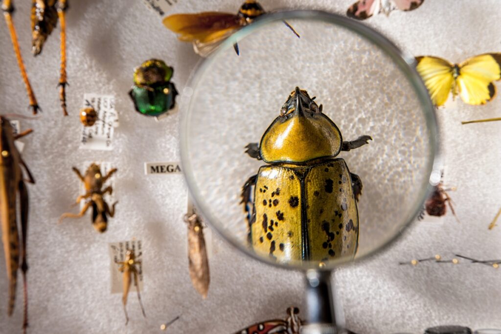 unico-zoologico-de-insetos-do-brasil-e-gratuito;-veja-onde-fica