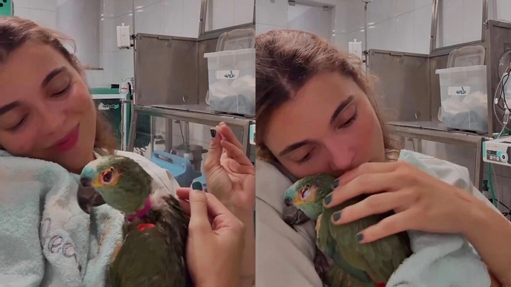 video:-papagaio-ferido-volta-a-comer-apos-carinho-de-veterinaria