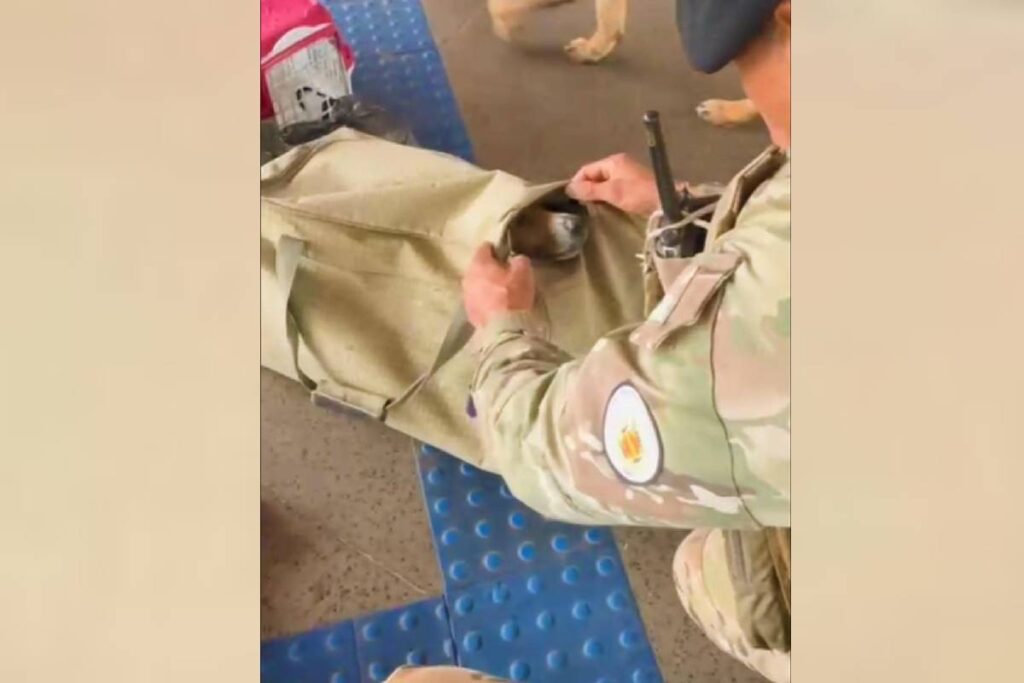 passageiro-e-flagrado-com-cachorro-preso-em-mala-dentro-de-bagageiro-de-onibus.-veja-video