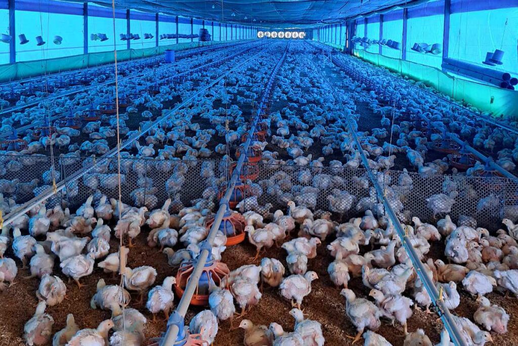 guerra-no-ira-faz-carregamento-de-frangos-do-df-ser-desviado-para-outros-paises