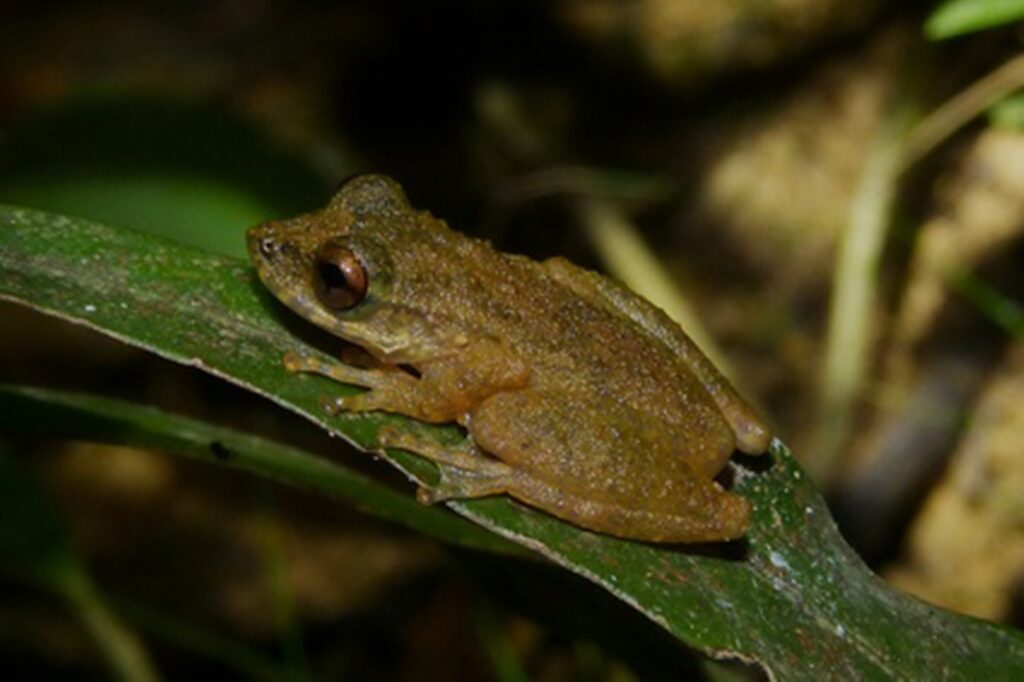 descoberta-de-nova-especie-de-perereca-em-mg-acende-alerta-ambiental