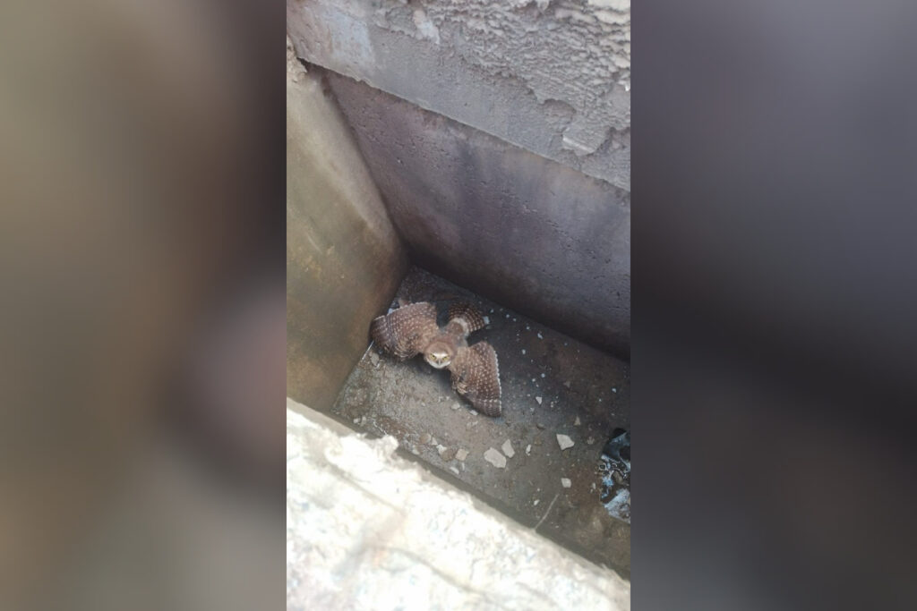 coruja-e-resgatada-de-dentro-de-bueiro-em-minas