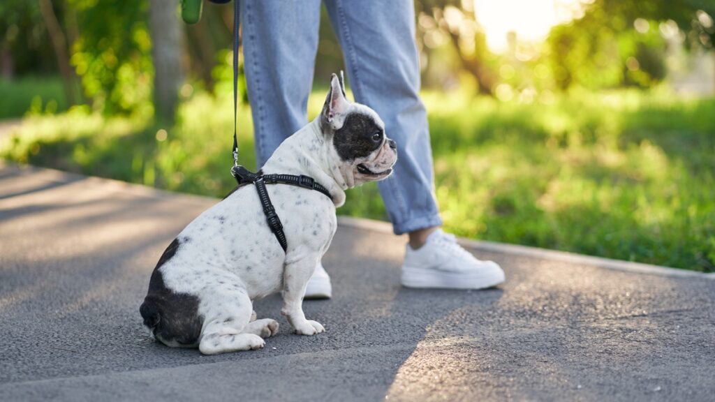 quanto-tempo-vive-um-cao?-veja-a-expectativa-de-vida-de-cada-raca