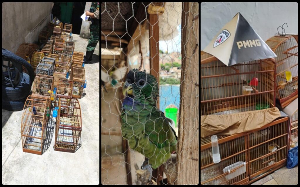 bh:-175-aves-sao-resgatadas-e-13-pessoas-presas-por-trafico-de-animais