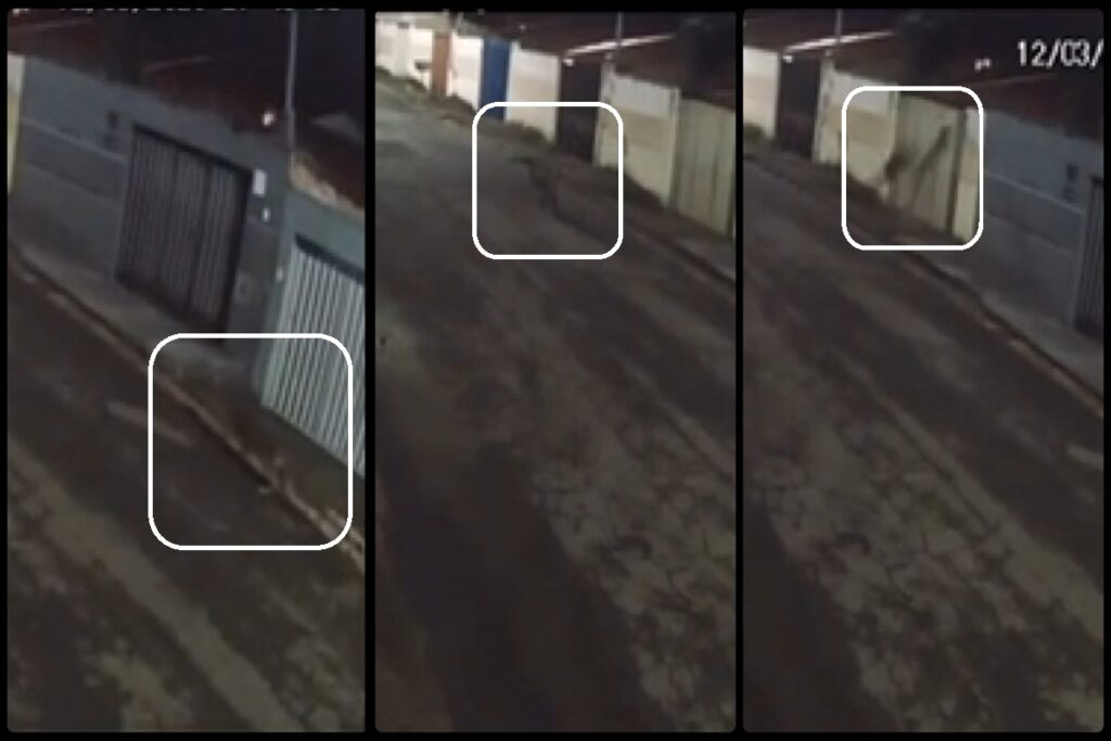 onca-parda-passeia-por-rua-da-grande-bh-e-tenta-pular-muro-de-casa